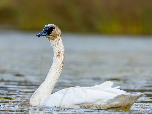 Trumpeter Swan